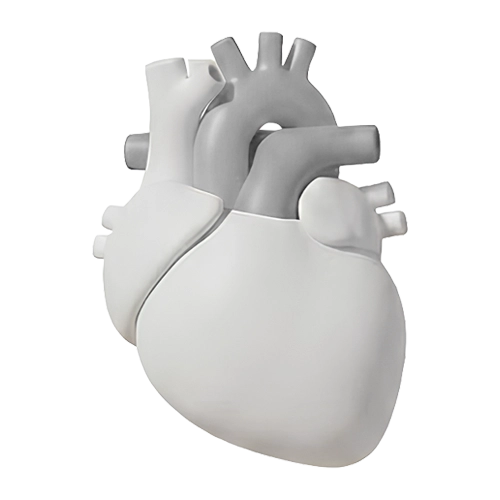Cardiovascular Health image