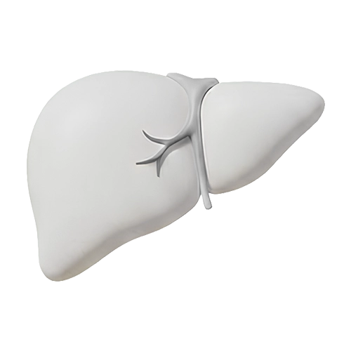 Liver Health image